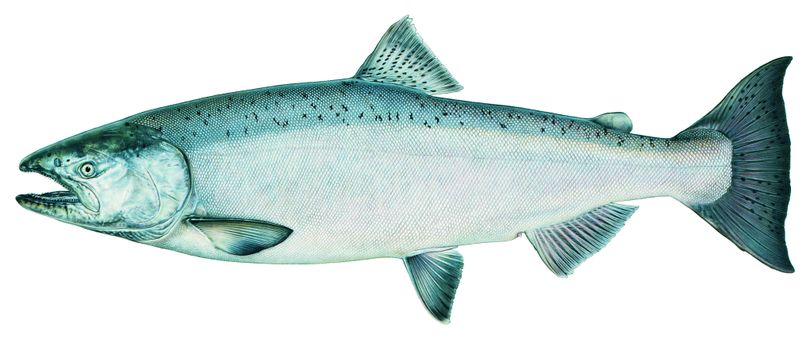 Chinook salmon. (Idaho Department of Fish and Game)