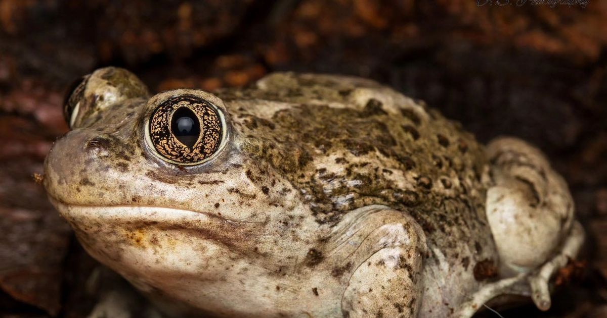 Cool Critters: This amphibian is attracted to thunder, smells like peanuts and lives in a burrow near you
