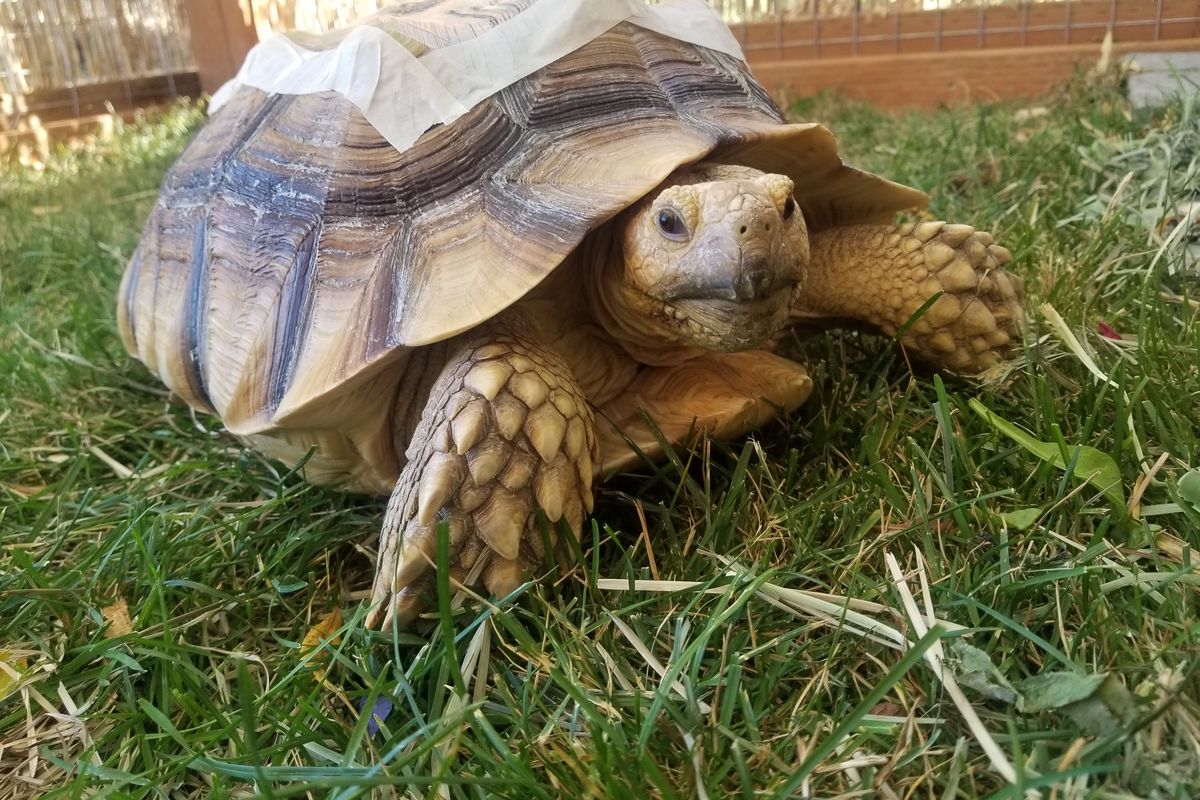 Terri the tortoise was injured in March in Benton City, Washington. Kyley Ackerson and David Copper drove 2.5 hours to get Terri, who they’d just found, the veterinary hospital at WSU, where they ultimately paid over $3,000 in medical expenses for her.  (Courtesy Kyley Ackerson)