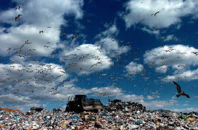 
Hundreds of seagulls scavenge for food as bulldozers bury rubbish at the Wake County Landfill in Raleigh, N.C. Ajinomoto USA, a manufacturer of pharmaceutical amino acids in Raleigh, pipes in methane from the Wake County landfill about a mile away to fuel two boilers that generate steam for heated processes, saving about half the price of natural gas, facilities manager Gary Faw said. 
 (Associated Press / The Spokesman-Review)