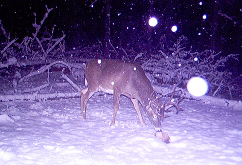 A whitetail buck sniffs bait in front of a hunter's trail cam.