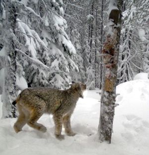 A Canada lynx is photographed by a trail cam at a bait station for a North Idaho carnivore study. (Multi-species Baseline Initiative)
