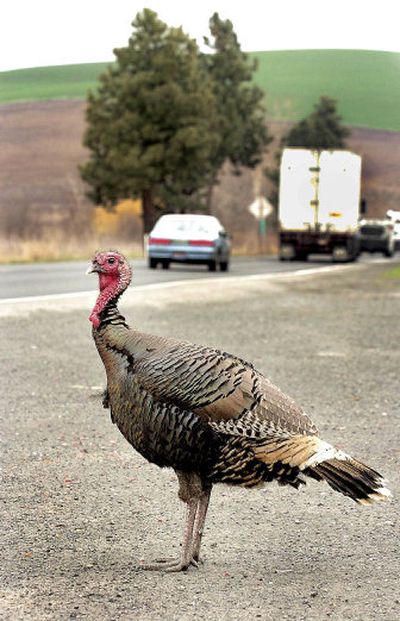 
The death of Rufus has evoked sympathy from people around the world. 
 (File Associated Press / The Spokesman-Review)