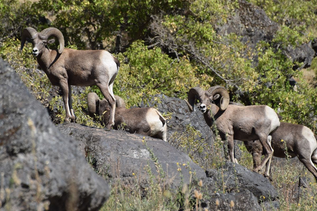 Sheep researchers ask for deer poop