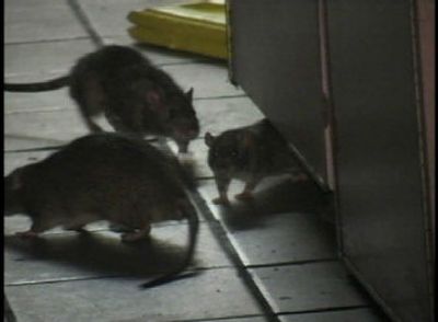 Rats were filmed inside a KFC/Taco Bell restaurant in Greenwich Village in New York on Friday. The restaurant was closed after health inspectors arrived and said the building was unsanitary.
 (Associated Press / The Spokesman-Review)
