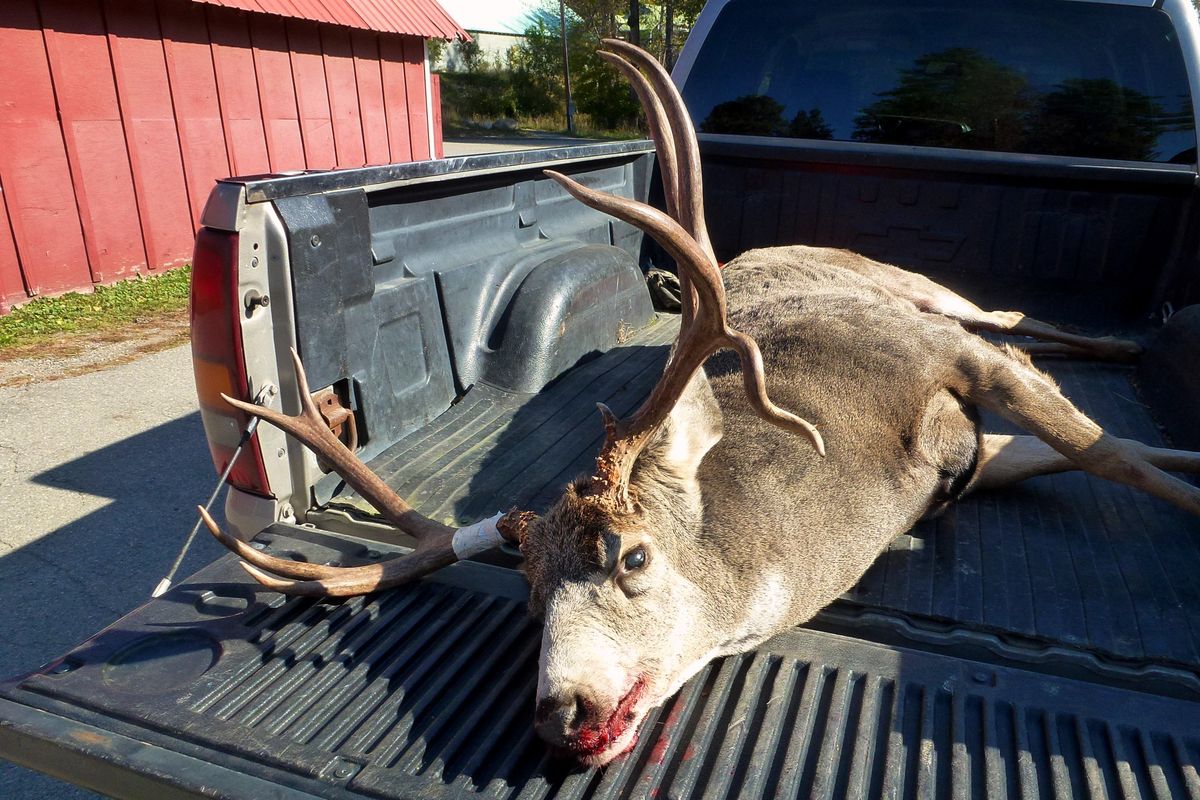 A mule deer buck is brought in on the opening weekend of the 2013 general deer hunting season to a Washington Department of Fish and Wildlife check station in Okanogan County. (Washington Fish and Wildlife Department)