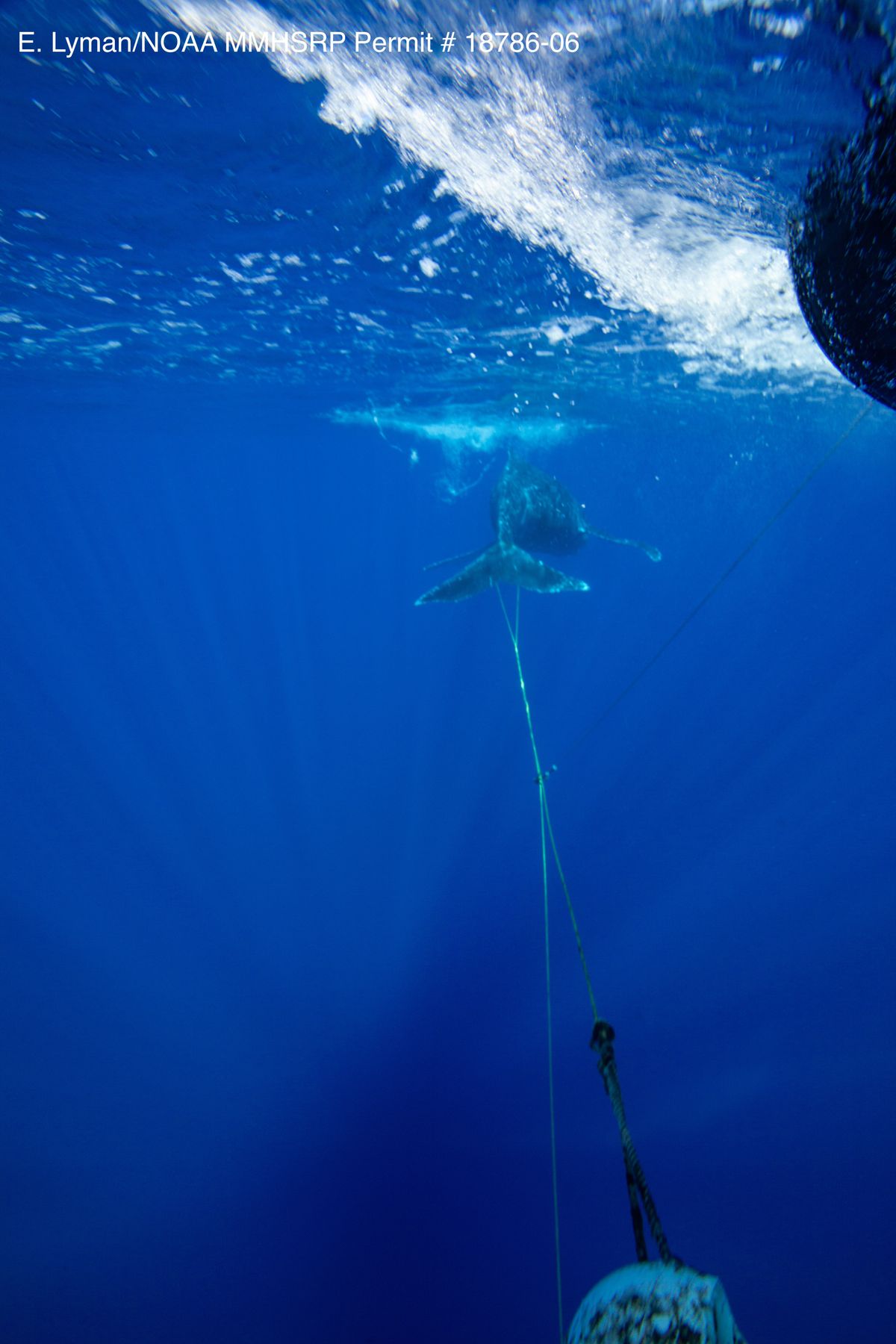In this photo provided by the National Oceanic and Atmospheric Administration, officials remove mooring line and a buoy from a young humpback whale off Ukumehame, Maui, Wednesday, Jan. 26, 2022. Federal officials say the yearling humpback was freed from entanglement in gear that included about 140 feet of line and a plastic trawling buoy.  (Ed Lyman)