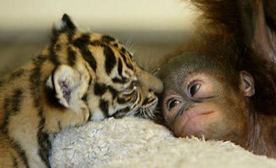 
Dema, a Sumatran tiger, licks Nia, a baby orangutan, in a nursery room at the Taman Safari zoo Wednesday  in Bogor, Indonesia. 
 (Associated Press / The Spokesman-Review)