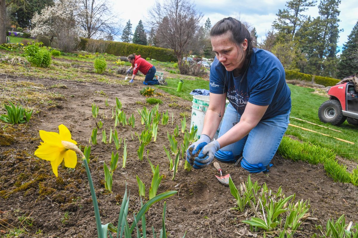 Kristal Louden, right, and Megan Qureshi, from the Spokane Parks and Recreation Department’s accounting office, weed an area of the Ferris Perennial Garden at Manito Park, Wednesday, April 15, 2020, in Spokane. The pair are helping outside  their regular office jobs because of the disruption caused by COVID-19. (Dan Pelle / The Spokesman-Review)