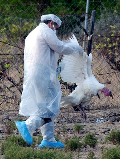 
A member of the Greek Health Organization holds a dead turkey at a farm on the island of Oinouses Wednesday. It is feared bird flu has spread to Greece. 
 (Associated Press / The Spokesman-Review)