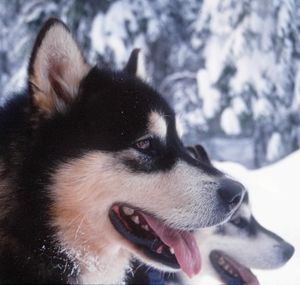 Alaskan malamutes are popular with mushers and other winter recreationists.  To the untrained eye, they can resemble wolves. (Associated Press)