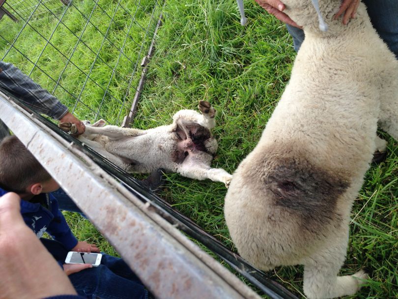 Wounded sheep owned by Dave and Julie Dashiell are examined in a holding pen after being brought out of private timber company grazing lease in southern Stevens County where wolves killed at least 24 of the ranchers' sheep from a flock of about 1,800 in the last two weeks of August, 2014.
 (Stevens County Cattlemen's Association)