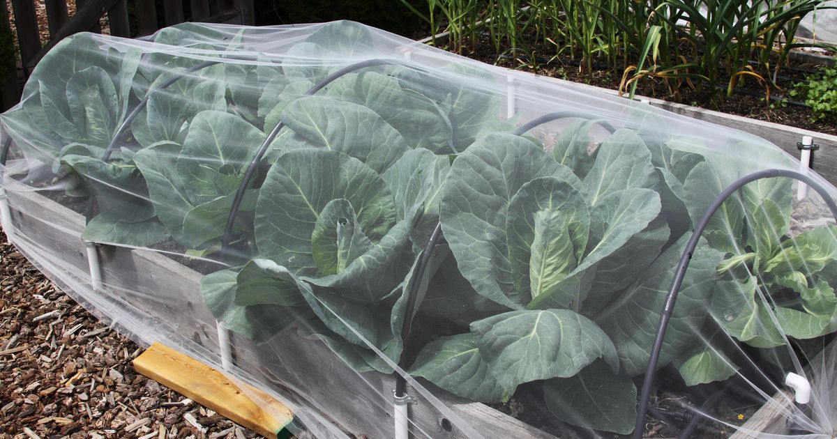 In the Garden: Netting helps keep pests away from cabbage family crops ...