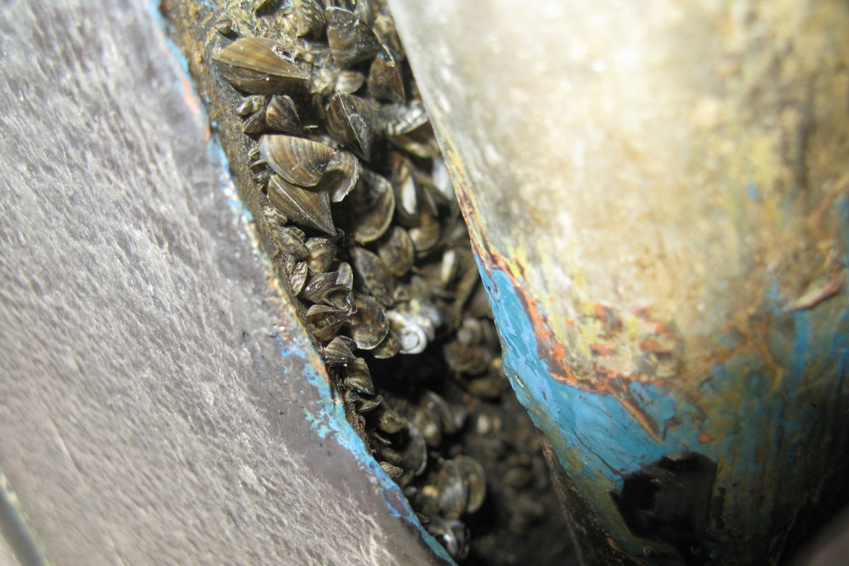 Invasive mussels clustered on this boat in the Great Lakes. It was stopped and cleaned in Washington.