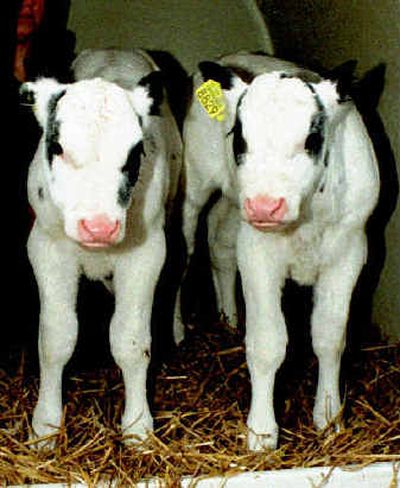 Bell and Holly, Holland's first and possibly Europe's first cloned cattle, stand together in Polsbroek in 1998. 
 (Associated Press / The Spokesman-Review)