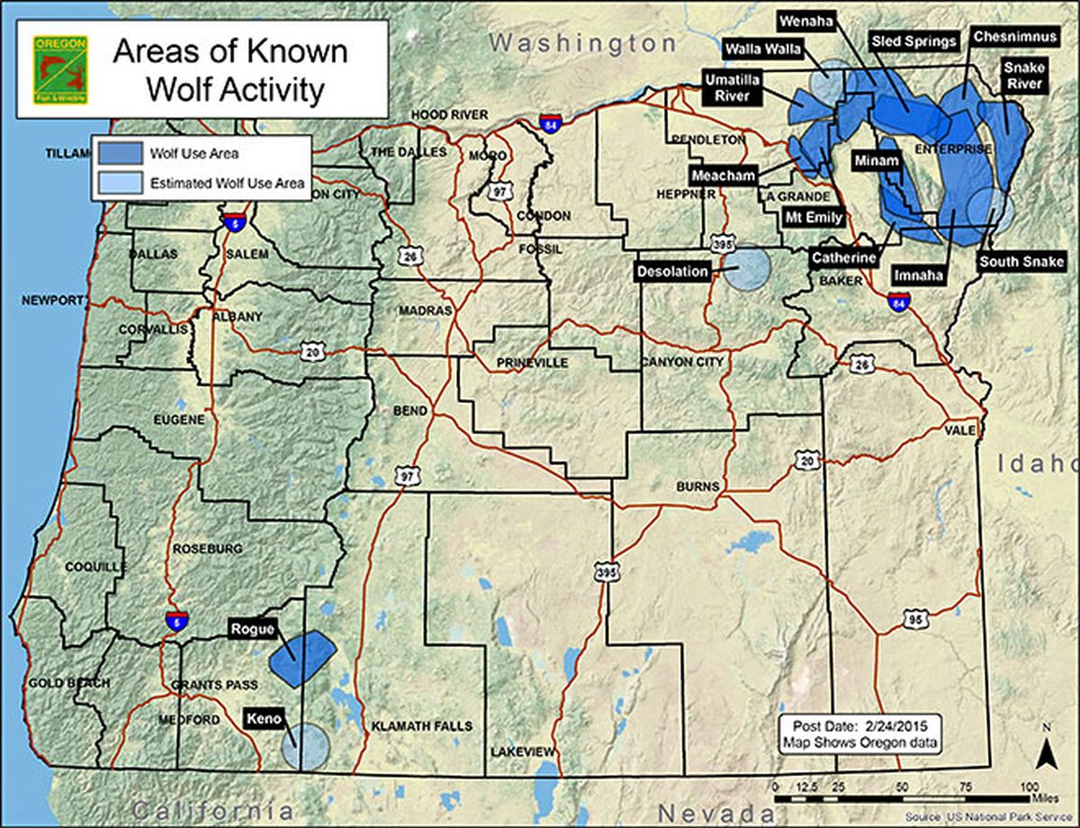 Gray Wolf Physiology – Wolves in The State of Oregon