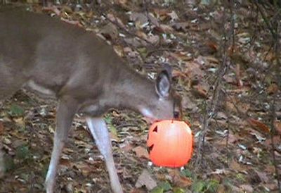
This frame-grab image shows a young  deer with a plastic jack-o'-lantern meant for collecting Halloween candy  stuck on its snout in Cascade Township, Mich. 
 (Associated Press / The Spokesman-Review)