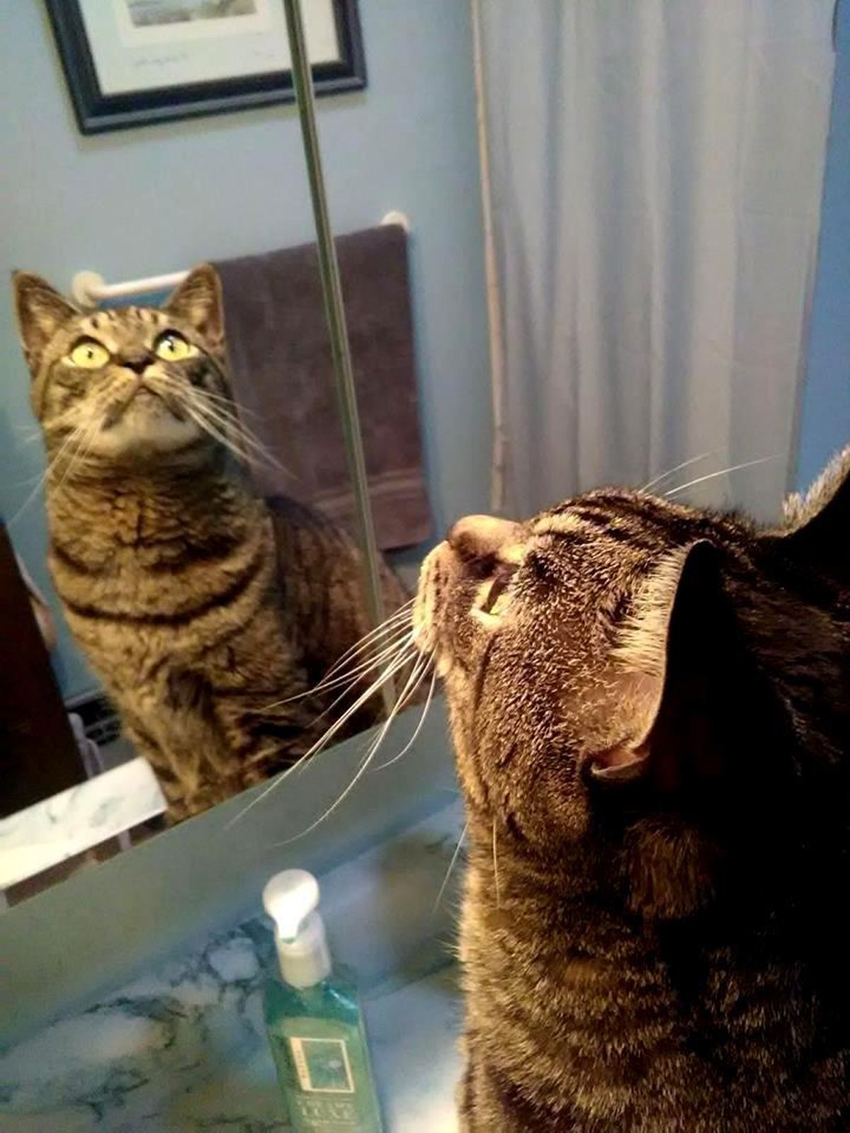 Mirror, mirror, who’s the fluffy in front of the mirror? Thor admires himself in the bathroom mirror (Cindy Hval / For The Spokesman-Review)