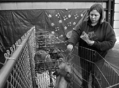 
Leigha Wavra  gives a treat to a pair of Rhodesian Ridgebacks, Lewis, foreground, and Clark, rear, before naptime at the Alpha Dogs canine day care.
 (Dan Pelle / The Spokesman-Review)