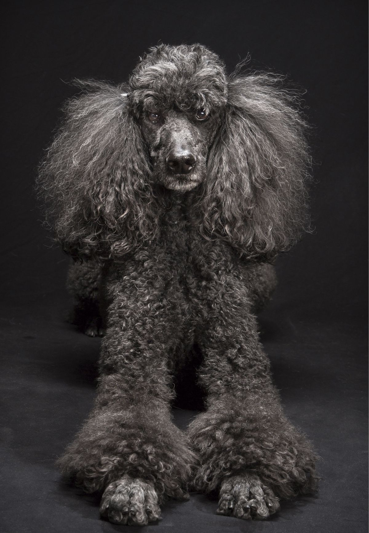 A standard poodle named Mercedes Ann poses in Fred Levy