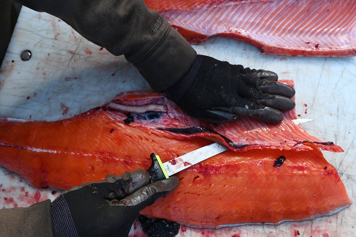 Owen Brooks fillets the first king salmon he caught this season during an incoming tide at the popular sportfishery at Ship Creek near downtown Anchorage, Alaska on Monday, June 5, 2023.    (Bill Roth/Anchorage Daily News/TNS)