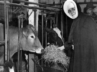 
Sister Superior John of God, head of the Desmet Mission, in 1945, offers some hay to one of the mission's cows. The mission relied on a large herd of dairy cows for income. 
 (Photo archive/ / The Spokesman-Review)