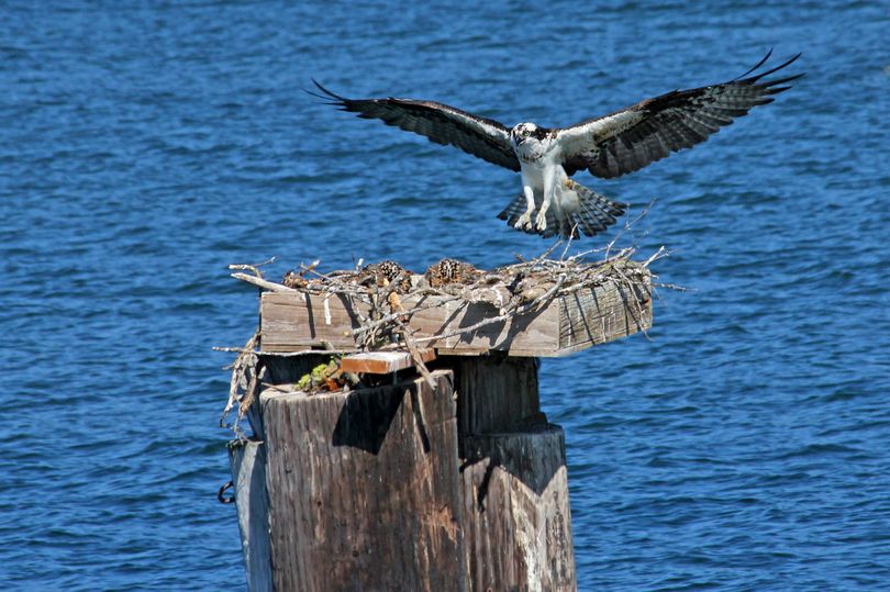 An osprey adult returns to the nest of its two 3-week-old chicks after osprey expert Wayne Melquist banded the young osprey in their nest along Lake Coeur d'Alene.
 (Carlene Hardt)
