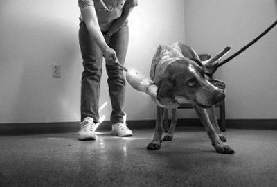 
SpokAnimal volunteer Cathy Fox works with a dog to determine the degree of aggressiveness at the SpokAnimal facility. The shelter is filled with adoptable pets and is trying to develop into a no-kill shelter. 
 (CHRISTOPHER ANDERSON / The Spokesman-Review)