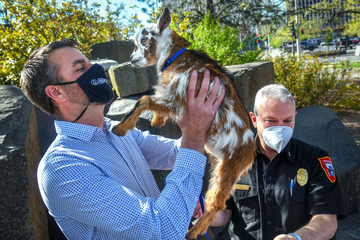 Spokane Parks Director Garrett Jones, left, is “goated” by Spokane Fire Department Chief Brian Schaeffer, right, during the Wishing Star Foundation Send a Friend a Goat Event, Wednesday morning in Riverfront Park. Honey is a 7-month-old Nigerian dwarf goat. (Dan Pelle/THE SPOKESMAN-REVIEW)
