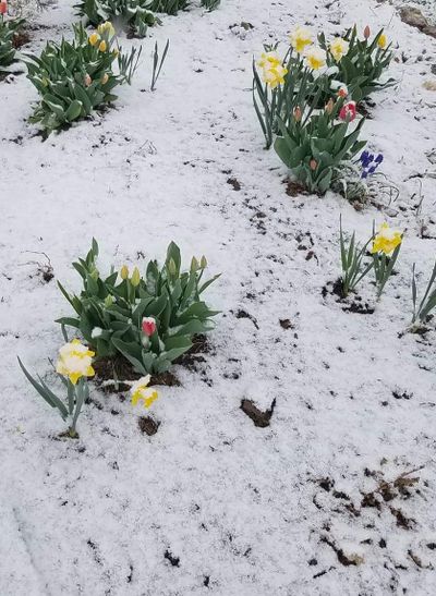 With it being so sweltering this week, it’s hard to remember snow falling in April and the month being colder than normal.  (Linda Weiford)