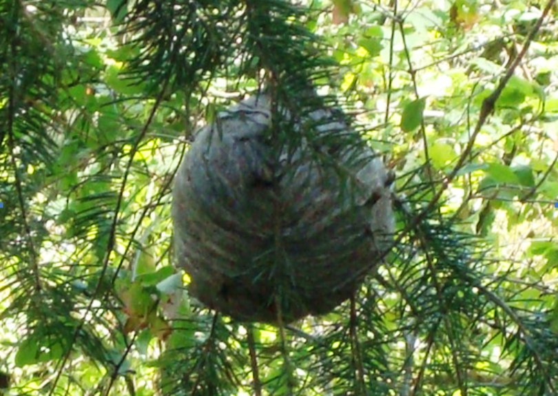 Walkabout snapped this photo of a humongous wasp nest during a litter pickup hike around Tubbs Hill this week. Be careful out there.
