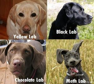  A humorous attempt to categorize the various types of Labrador retrievers.  You may have chased birds with one of these four types of hunting dogs. (Anonymous)