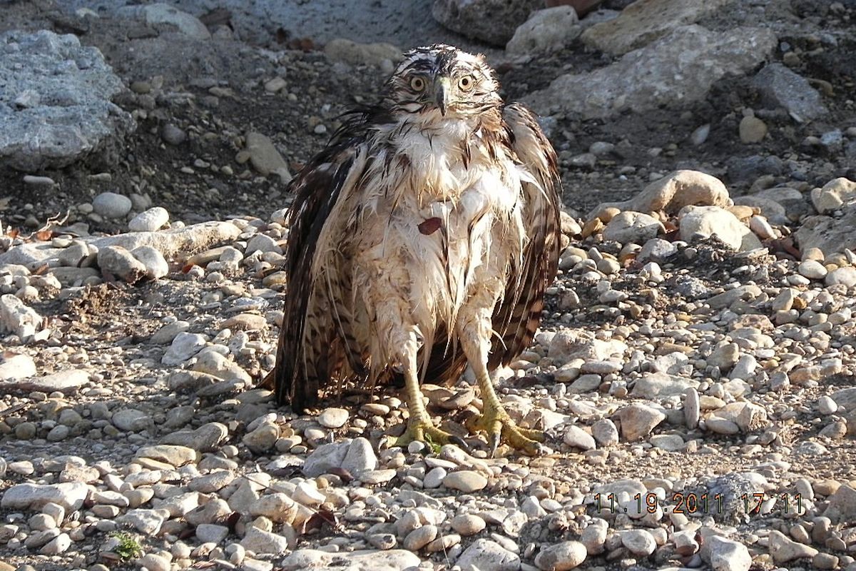 This osprey reportedly was rescued from the water as the snake it tried to catch wrapped itself around the bird's neck. This photo apparently shows the osprey alive after the snake was removed and released.
