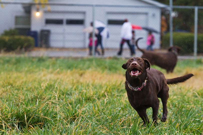 Molly, a chocolate lab puppy, runs through the grass Tuesday at Central Bark dog park in Coeur d'Alene. (Shawn Gust/press)