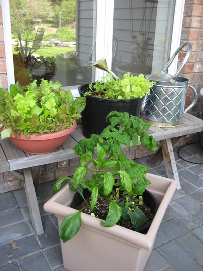 Growing vegetables in containers is a great solution for gardeners who are short on space. Special to  (SUSAN MULVIHILL Special to / The Spokesman-Review)