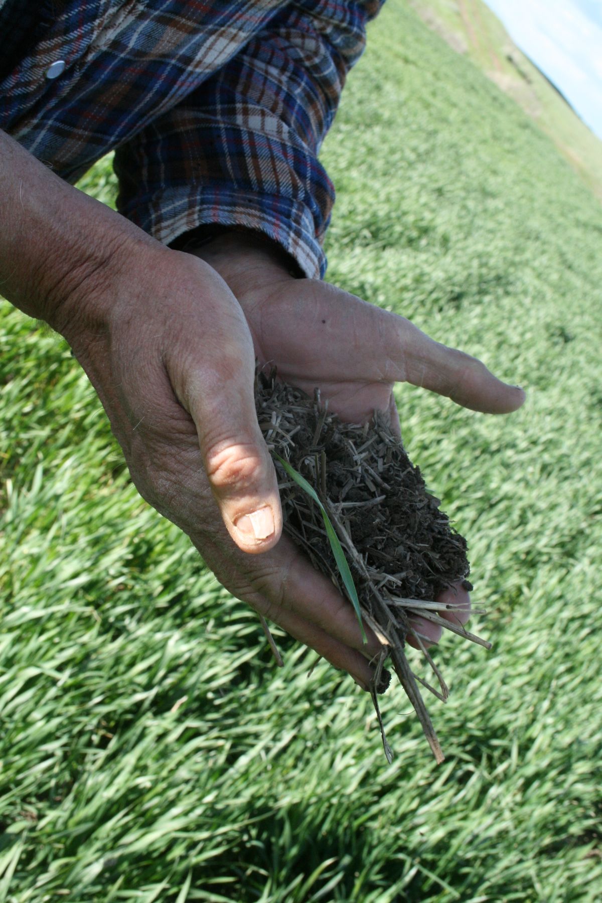 Fred Fleming says the Shepherd's Grain farming alliance is excited about the possibilities.  While many local farmers find good markets in sending their grain overseas, a group of 32 farmers focus instead on serving the Northwest. (Megan Cooley / Down to Earth NW Correspondent)