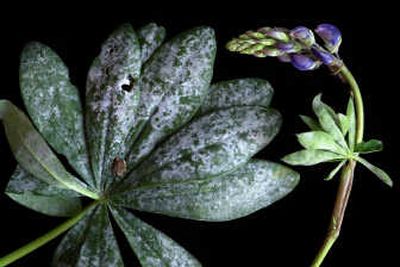 
Powdery midlew coats the leaves of a domestic, hybrid lupine.
 (File/ / The Spokesman-Review)