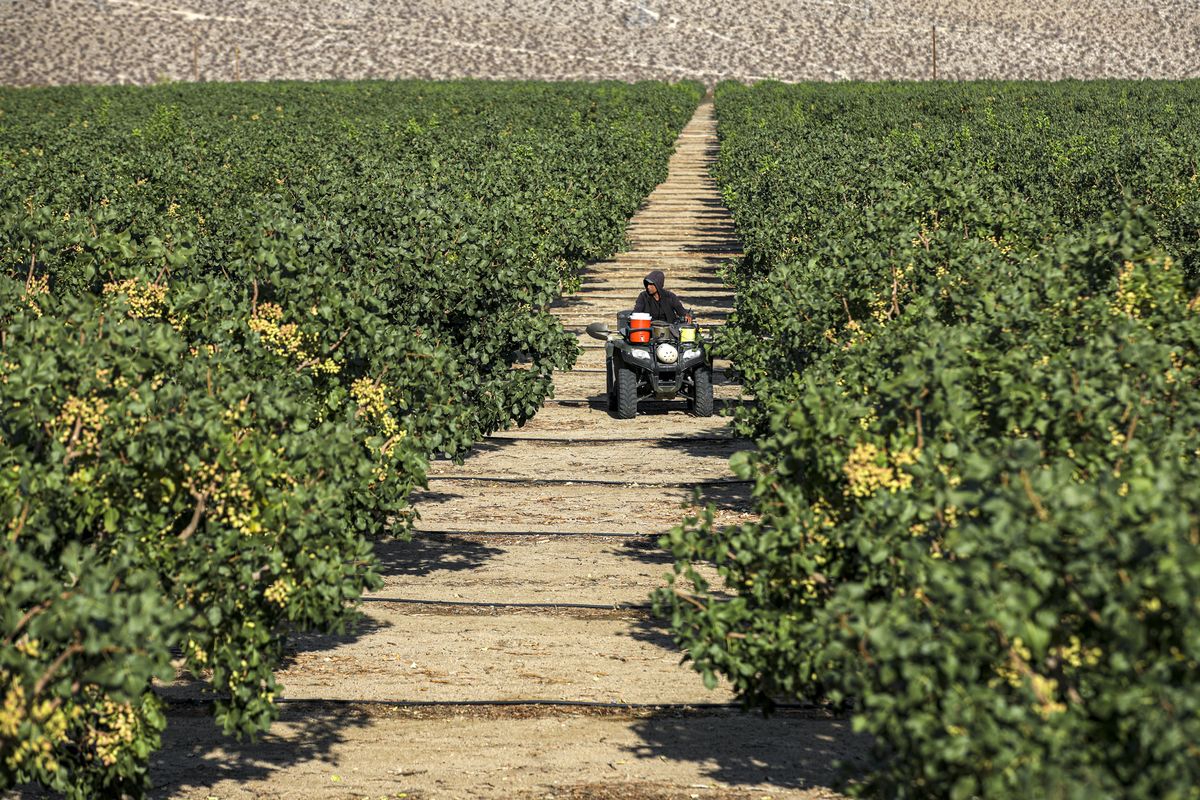 Mojave Pistachios farms on approximately 1,600 acres in Inyokern, California, on July 28, 2021. Pistachio farmers in the area are fighting Indian Wells Valley Groundwater Authority over its replenishment fee for the use of groundwater. (Irfan Khan/Los Angeles Times/TNS)  (Irfan Khan)