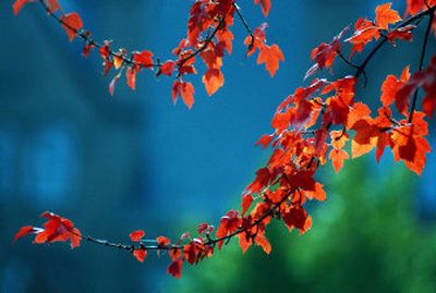 
Preserve fall memories a leaf at a time. 
 (The Spokesman-Review)