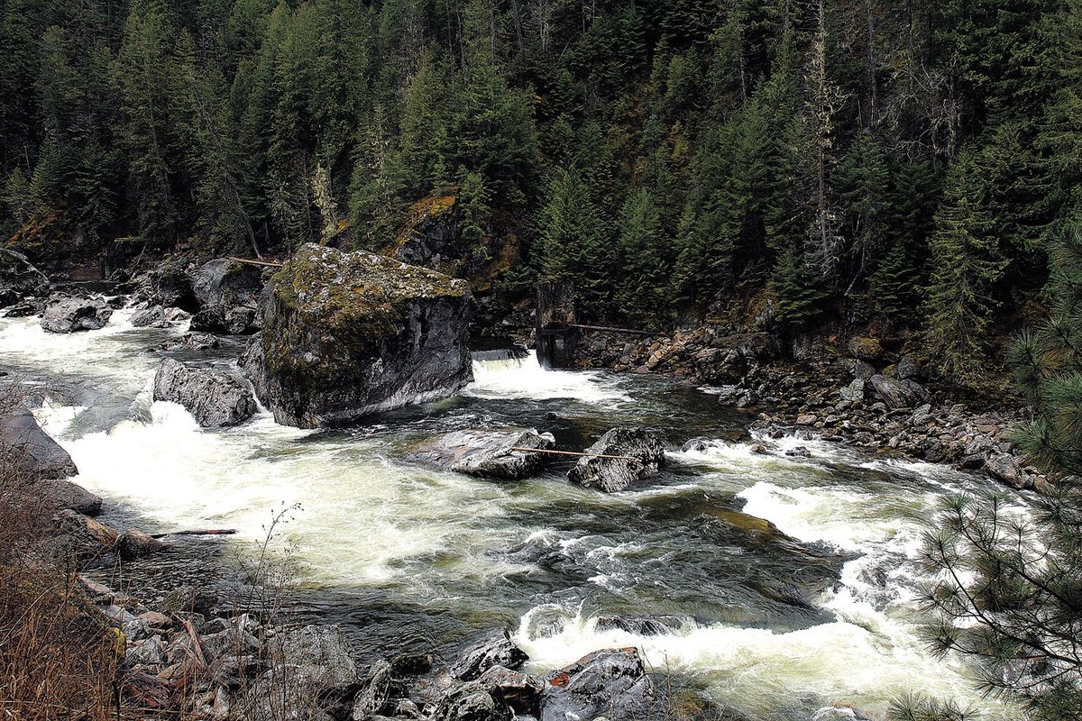 Selway Falls, on Idaho’s Selway River, is a formidable obstacle for steelhead as they head toward spawning beds upstream. Last week, steelhead were leaping the rapid to the right of the large rock at the center of the falls.  Lewiston Tribune (STEVE HANKS Lewiston Tribune)