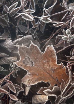 Frost coats leaves on a crisp autumn morning in Marlborough, Mass., Friday, Nov. 25, 2011. (Bill Sikes / Associated Press)