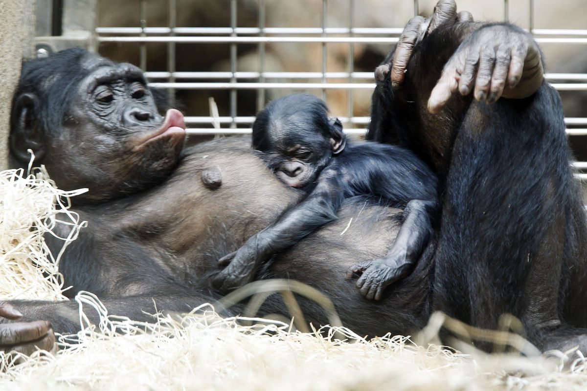 A 3-day-old bonobo baby sleeps on the belly of its mother, Kutu, in the zoo in Frankfurt, Germany, in 2015. Bonobos are, as a group, friendly. They share food, even as adults.  (Michael Probst/Associated Press)