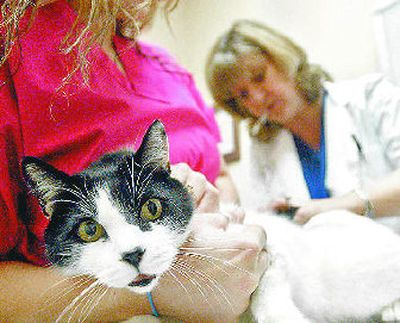 Proper veterinarian training can take years.
(Associated Press / The Spokesman-Review)