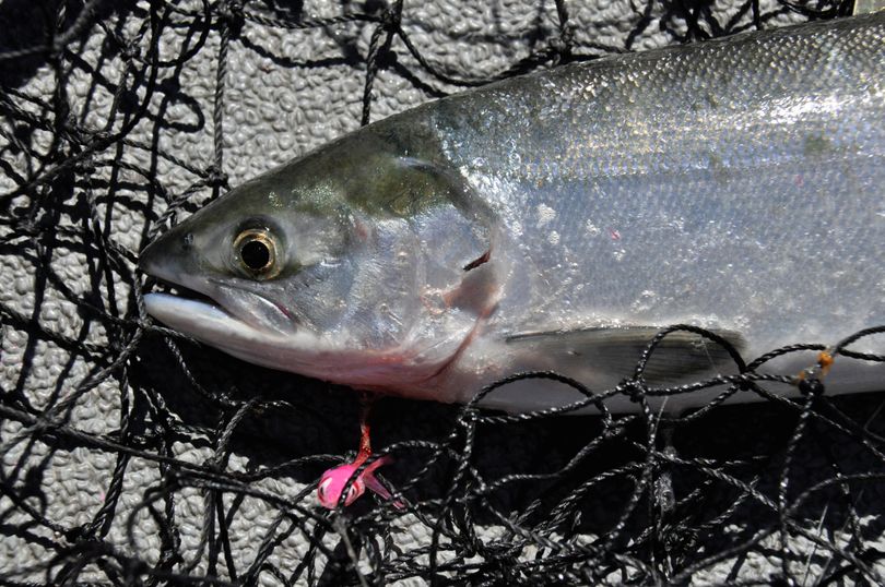 Lake Wenatchee sockeye season to close after Labor Day | The Spokesman ...