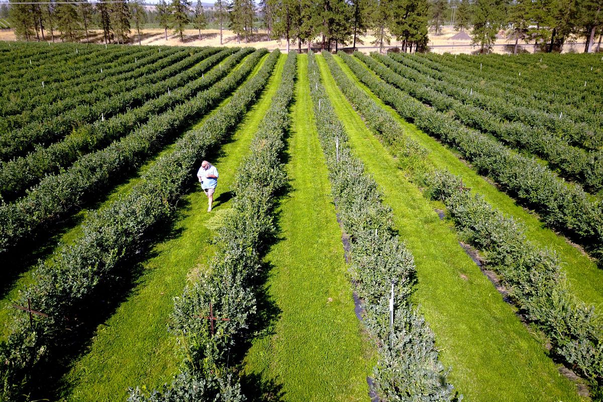 Steve Walser walks his park-like blueberry field at his farm north of Reardan Thursday, Aug. 24, 2017. I just love coming down here, walking the field and eating blueberries, he said. Most of the bushes are done bearing by this time of year, but there are a few here and there. Jesse Tinsley/THE SPOKESMAN-REVIEW (Jesse Tinsley / The Spokesman-Review)