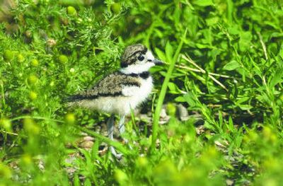 
A killdeer chick looks and listens for its mother in a weed bed. Killdeer chicks are born on the ground, often in a field of gravel. Below, a killdeer forages in a marsh formed by early spring run-off. 
 (Tom Davenport photos / The Spokesman-Review)