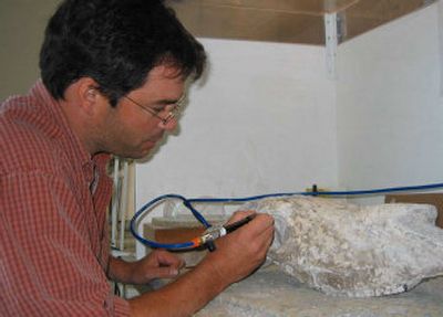 
Phil Gensler, a National Park Service paleontologist, prepares a fossilized jaw bone in September of a Zebra-like prehistoric horse excavated from the Hagerman Fossil Beds National Monument in Idaho.
 (Associated Press / The Spokesman-Review)