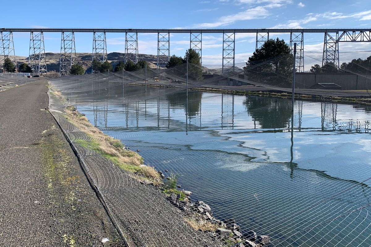State wildlife managers have lost 249,770 steelhead smolts from a rearing pond at the Lyons Ferry Hatchery on the Snake River, south of Palouse Falls.  (Courtesy of WDFW)