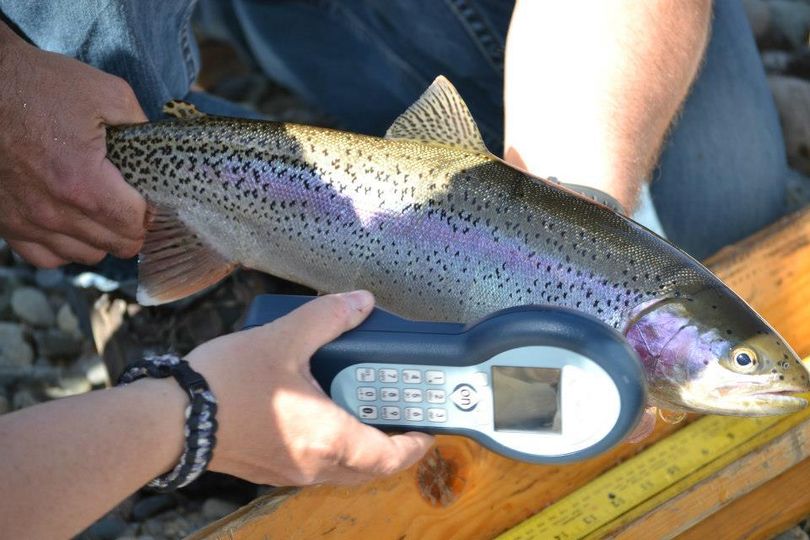 Researchers use an instrument to check a Lake Roosevelt wild redband trout for an implanted transmitter. (COURTESY OF COLVILLE TRIBES / Courtesy of Colville Tribes)