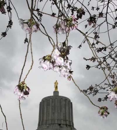 A natural frame: A cherry tree blooms on the Oregon Capitol mall in Salem on Monday, with the Capitol rotunda in the background. (Associated Press)